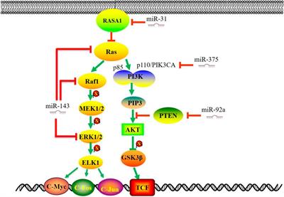 MicroRNAs Are Key Molecules Involved in the Gene Regulation Network of Colorectal Cancer